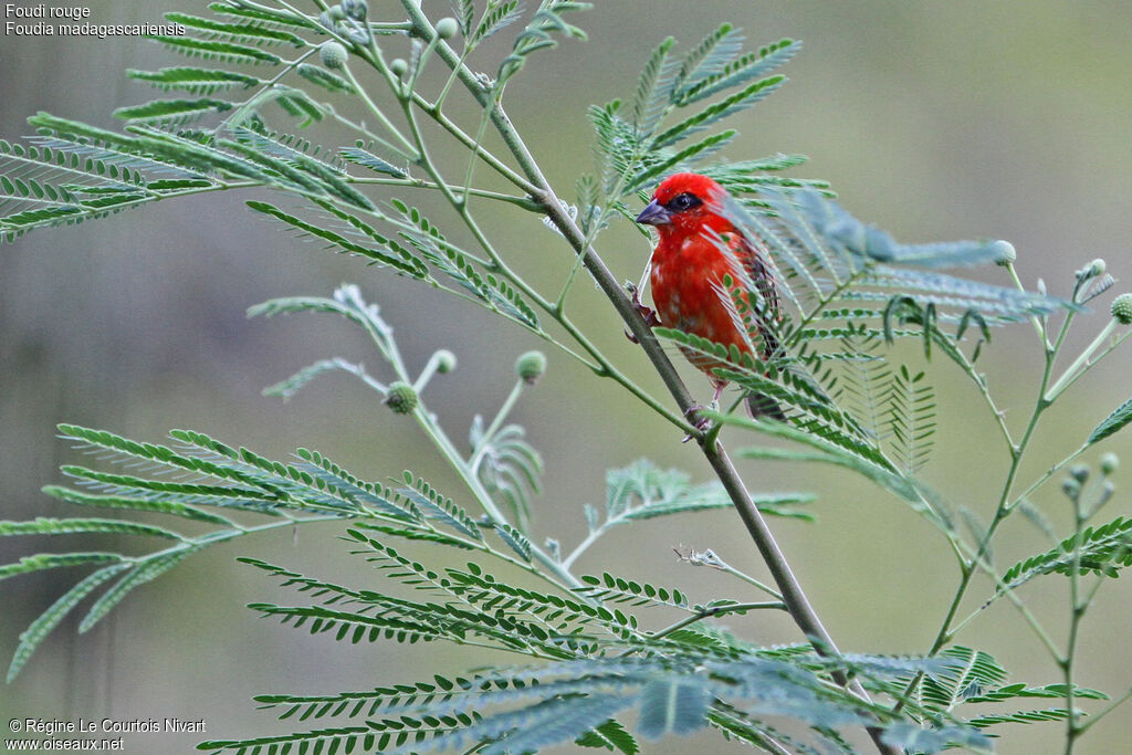 Foudi rouge mâle