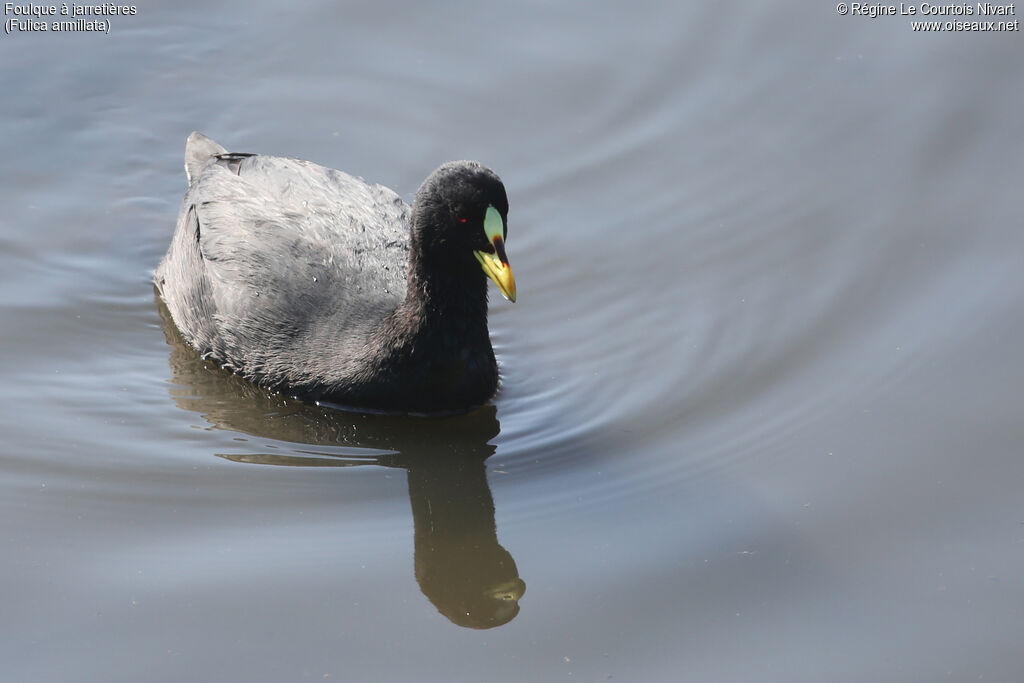 Red-gartered Coot