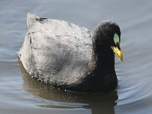 Foulque à jarretières