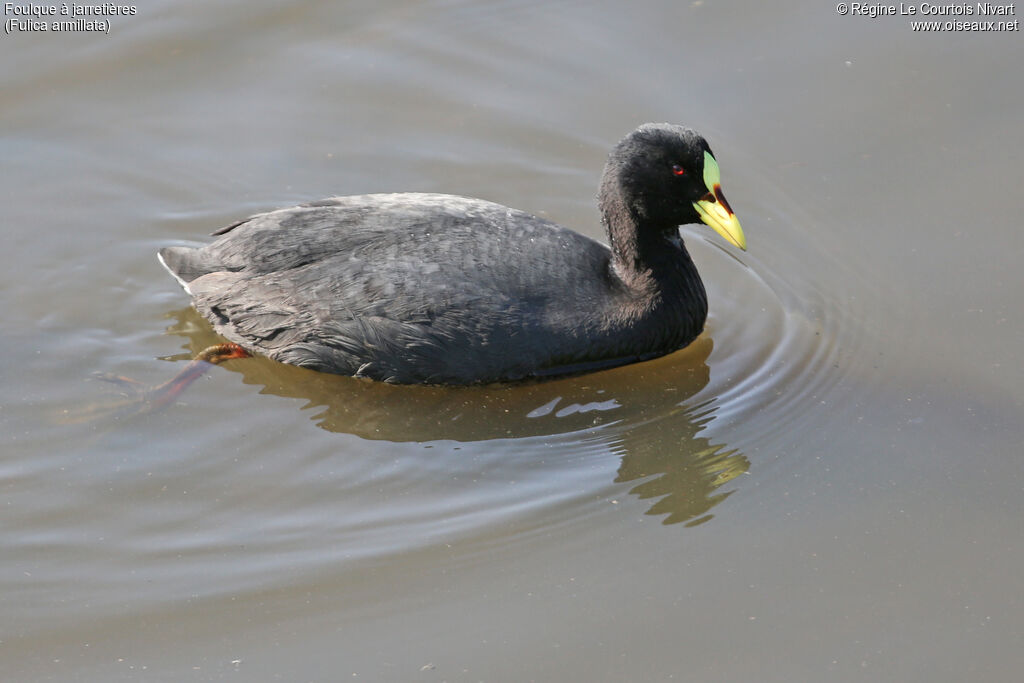 Red-gartered Coot