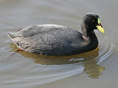 Red-gartered Coot