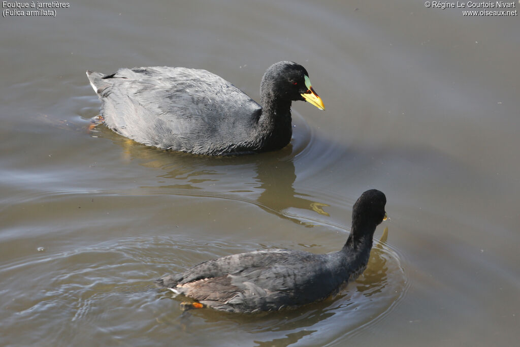 Red-gartered Coot