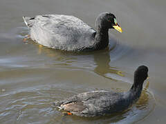 Red-gartered Coot