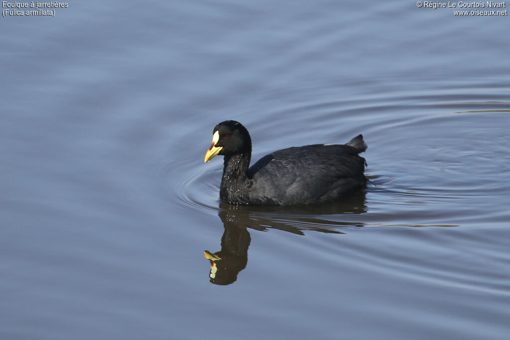 Red-gartered Cootadult