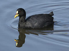 Red-gartered Coot