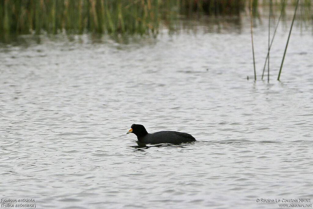 Andean Coot