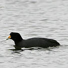 Foulque ardoisée