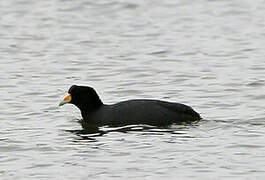 Andean Coot