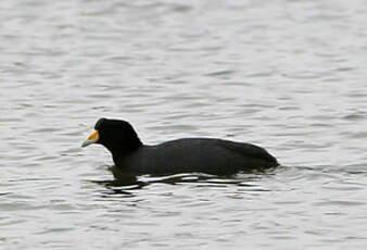 Foulque ardoisée