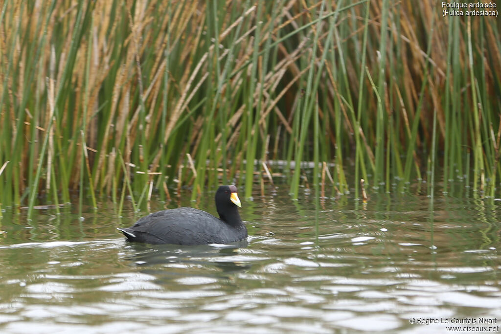 Foulque ardoisée