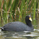 Foulque ardoisée