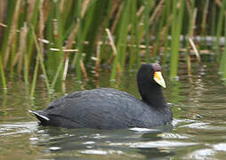 Foulque ardoisée