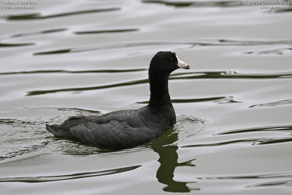 American Coot