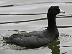 American Coot