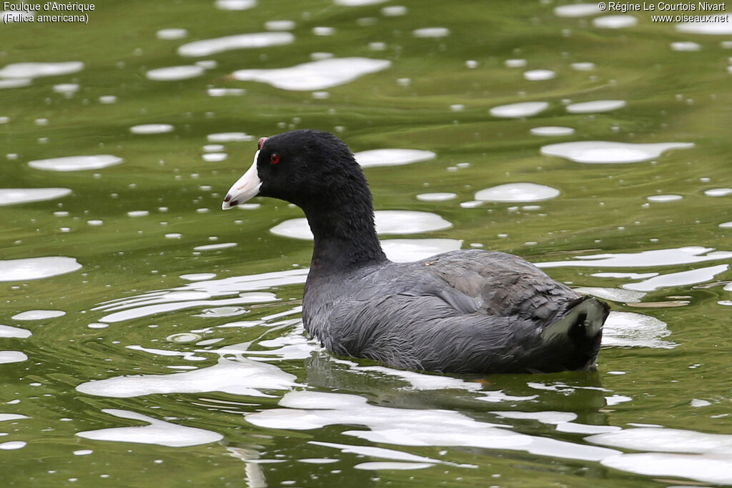 American Coot