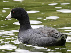 American Coot