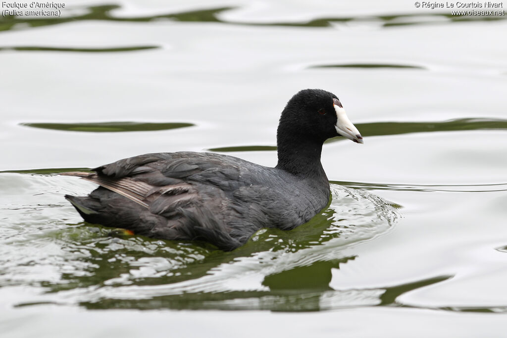 American Coot