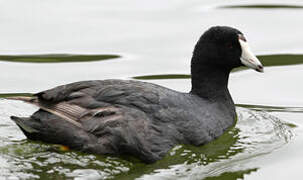 American Coot