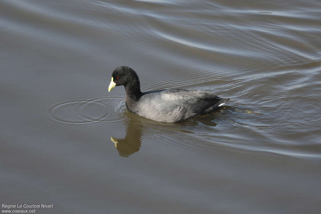 White-winged Cootadult