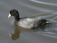 White-winged Coot