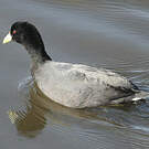 Foulque leucoptère