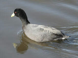 Foulque leucoptère