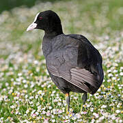 Eurasian Coot