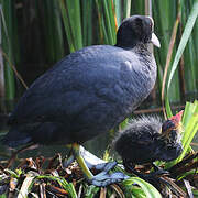 Eurasian Coot