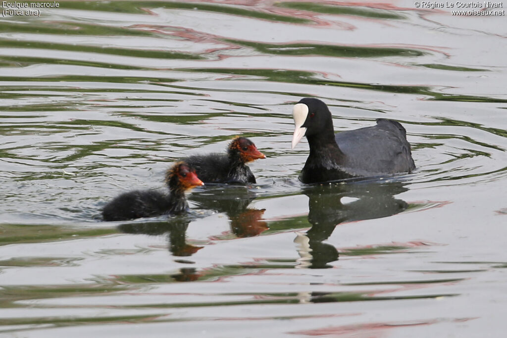 Eurasian Coot