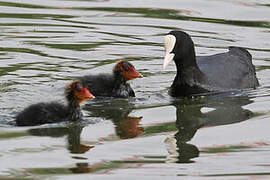 Eurasian Coot