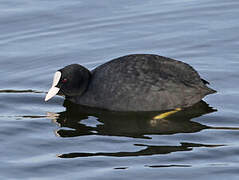 Eurasian Coot