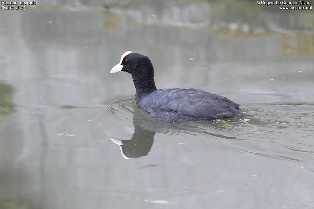 Eurasian Coot