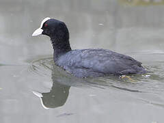 Eurasian Coot