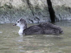 Eurasian Coot