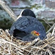 Eurasian Coot