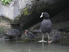 Eurasian Coot