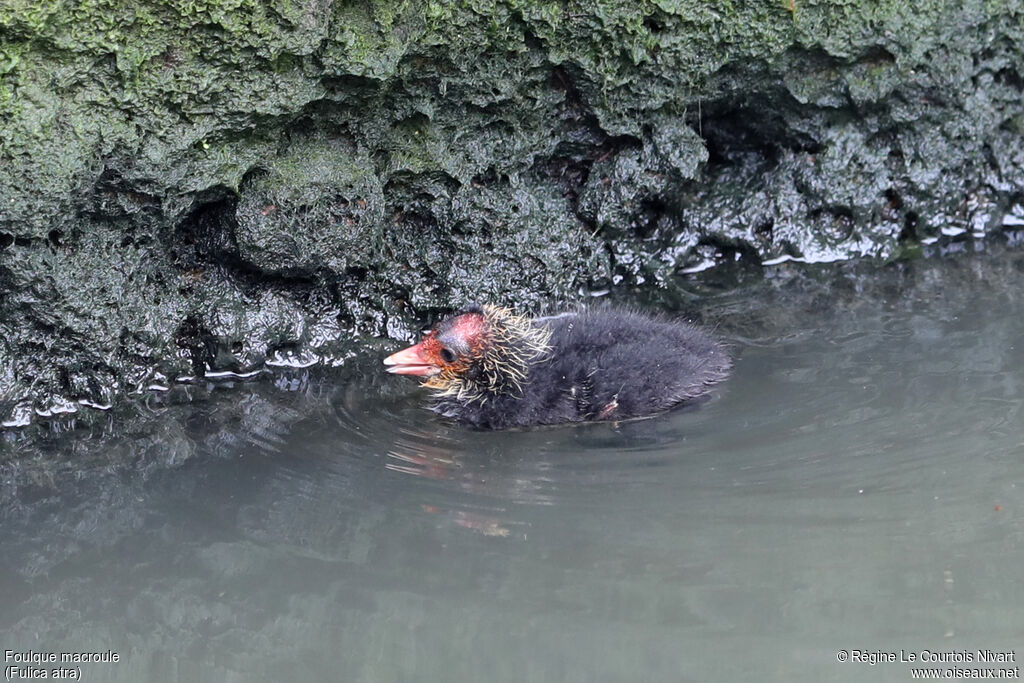 Eurasian Coot