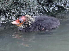 Eurasian Coot