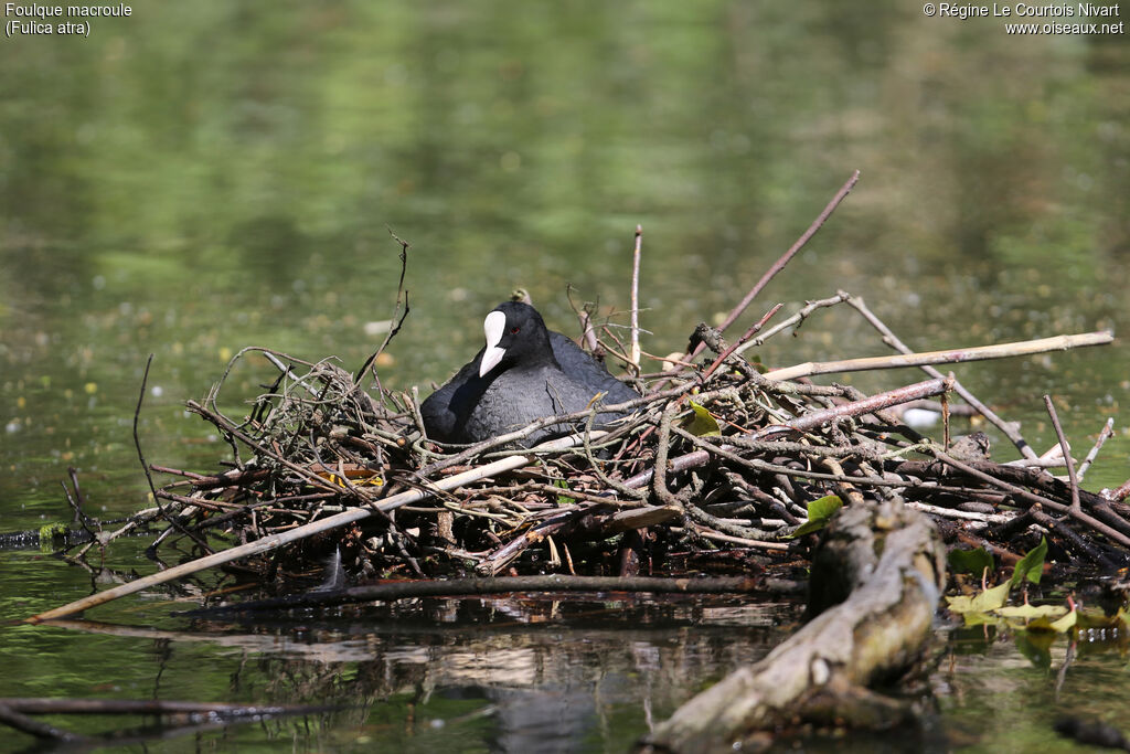 Eurasian Coot, Reproduction-nesting