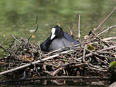 Eurasian Coot