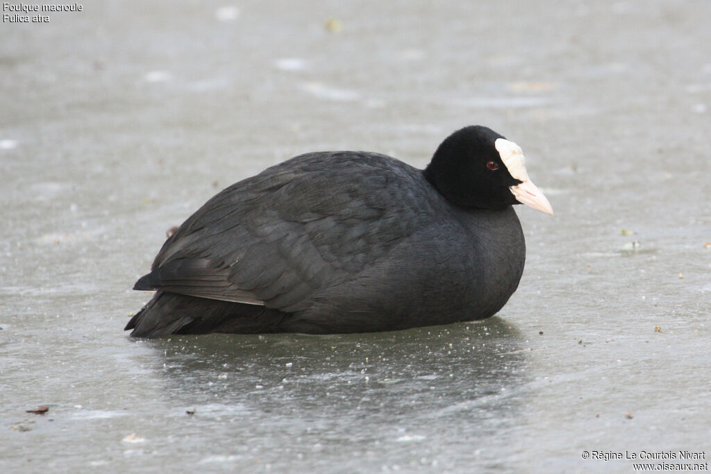 Foulque macroule, identification