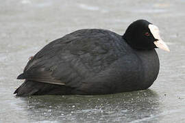 Eurasian Coot