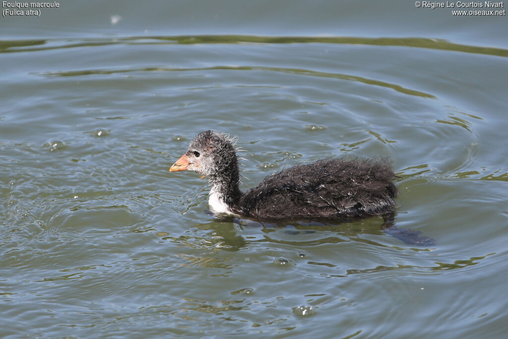 Foulque macroulejuvénile