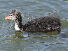 Eurasian Coot