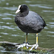 Eurasian Coot