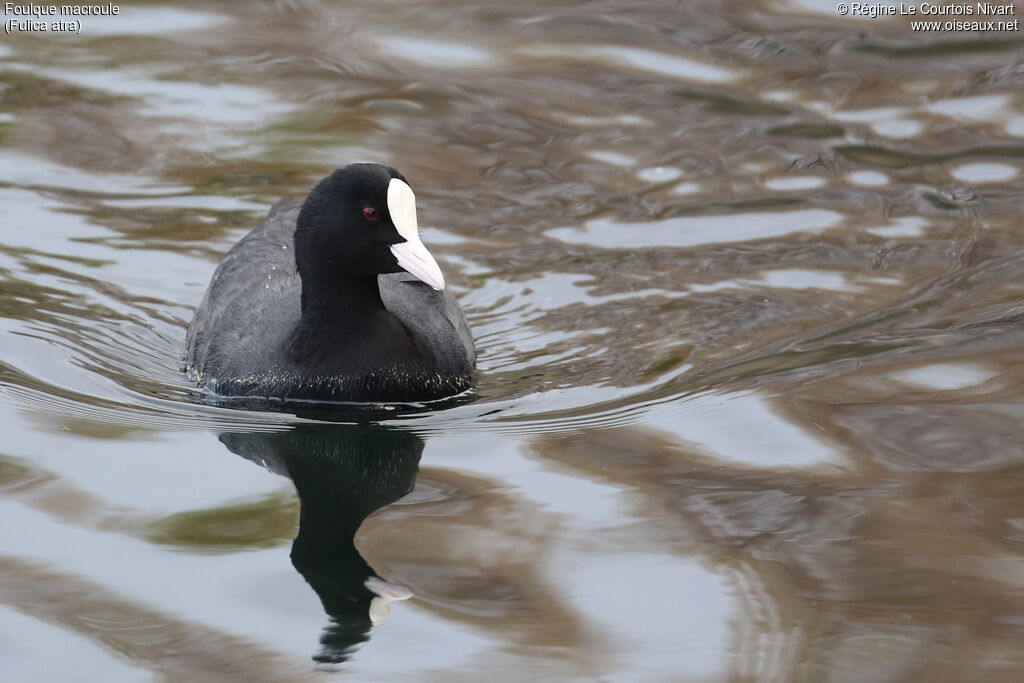 Eurasian Coot