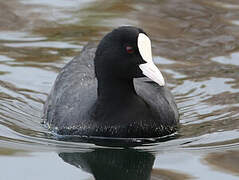 Eurasian Coot