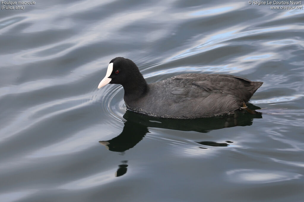 Foulque macroule