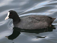 Eurasian Coot