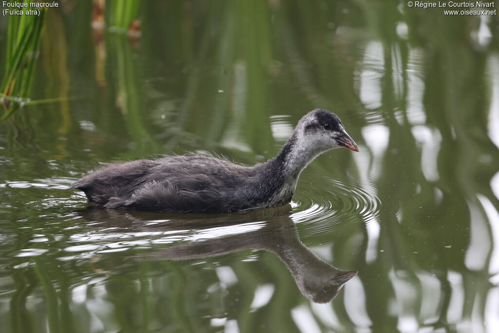 Eurasian Coot